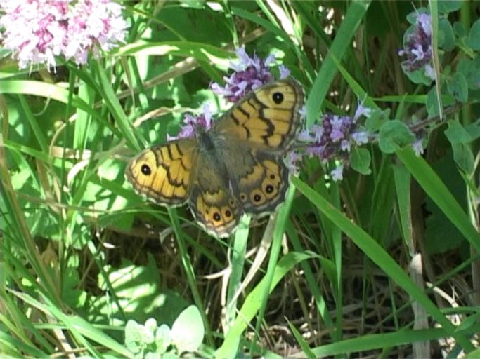 Mauerfuchs ( Lasiommata megera ) : Kaiserstuhl, 18.07.2006